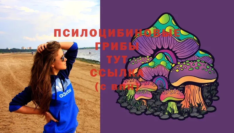 Псилоцибиновые грибы Psilocybe  Сосновка 